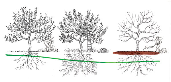 All fungal events can be correlated with root timing down below. Holistic disease management is facilitated by seeing this fungal curve as a guide to the timing of specific tasks.
